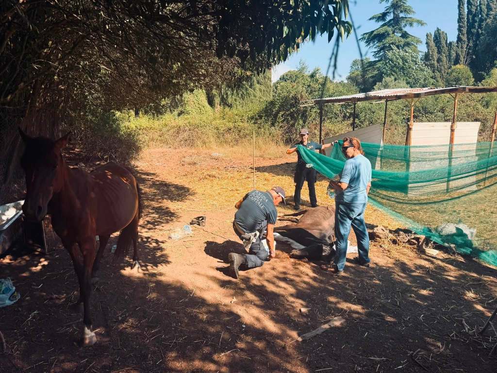Salvati due cavalli a&nbsp;Marcigliana